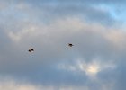 Monniksgier (cinereous vulture) Aegypius monachus - Ihk Gazriin Chuluu 24-08-2016 (1)